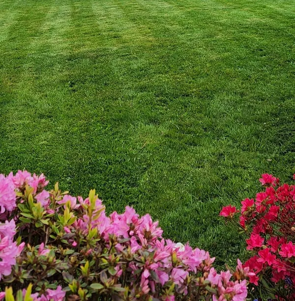 Pink and red azaleas in bloom in front of a striped lawn