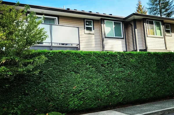 A long cedar hedge trimmed flat and square in front of townhouses