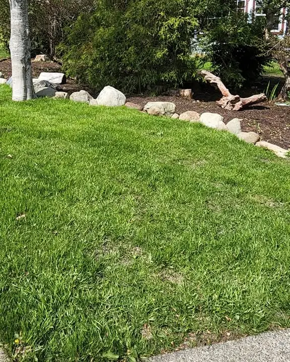 After: the same yard with a thick new lawn, a river-rock border and fresh mulch