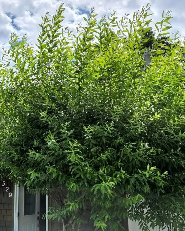 Before: a shaggy, overgrown shrub in front of a townhouse